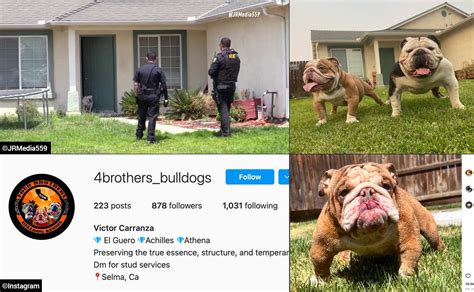 Selma bulldog attack - Aug 1, 2022 · Published: Aug. 1, 2022 at 9:25 AM PDT. SELMA, Calif. (Gray News) – A man was attacked and killed by dogs in a California neighborhood Sunday afternoon. According to the Selma Police Department ... 